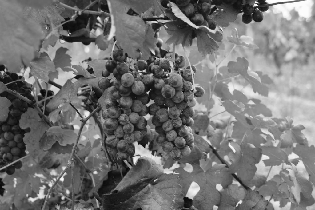 Azienda Agricola Garoglio Davide Alfiano Natta Exterior foto